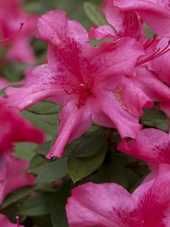 Azalée japonaise 'Encore Sundance'