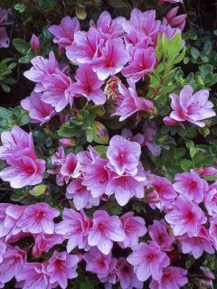 Azalée du Japon Kirin - Rhododendron hybride