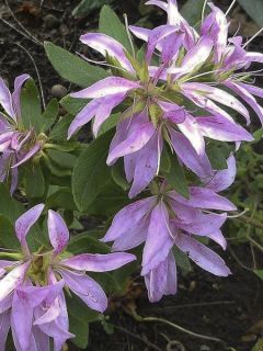 Azalée japonaise 'Koromo Shikibu' Azalée japonaise 'Koromo Shikibu'