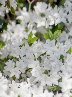 Azalée japonaise 'Luzi' Azalée japonaise 'Luzi'