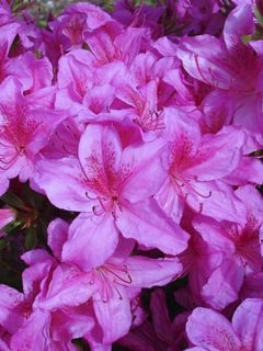 Azalée japonaise 'Purple Splendor' Azalée japonaise 'Purple Splendor'