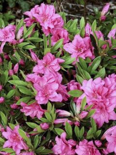 Azalée japonaise Rosa King Azalée japonaise Rosa King