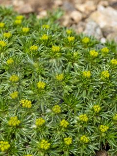 Azorella trifurcata Nana - Azorelle 