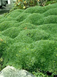 Azorella trifurcata - Azorelle