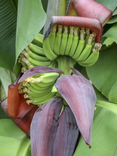 Babanier nain 'Dwarf Cavendish'