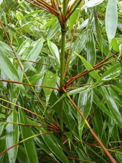Bambou non traçant 'Wenchuan'