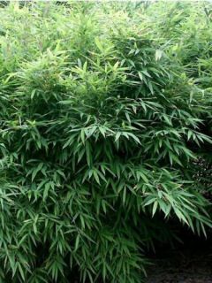 Bambou, Fargesia murielae Bimbo