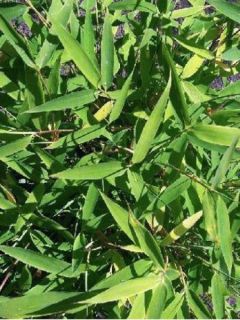 Fargesia murielae Dino - Bambou non traçant