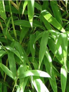 Bambou parapluie 'Panda'