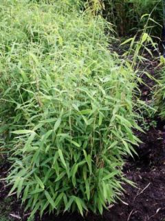 Bambou parapluie 'Simba'