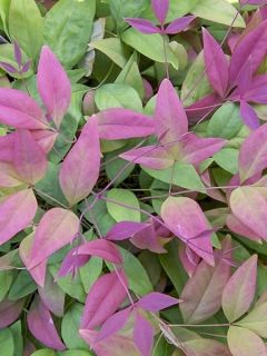 Bambou sacré - Nandina domestica Blush Pink Bambou sacré - Nandina domestica Blush Pink