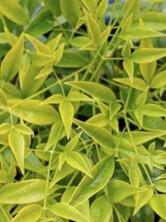 Bambou sacré 'Brightlight ' Bambou sacré 'Brightlight '