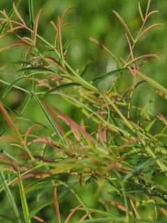 Bambou sacré 'Filamentosa'