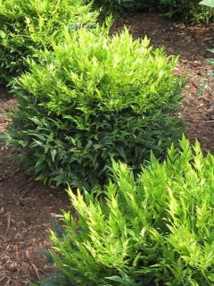 Bambou sacré Magical® Lemon Lime 'Lemlin' Bambou sacré Magical® Lemon Lime 'Lemlin'