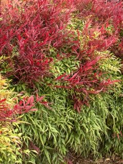 Bambou sacré 'Sienna Sunrise' Bambou sacré 'Sienna Sunrise'