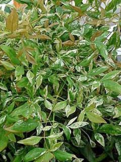 Nandina domestica Twilight - Bambou sacré panaché