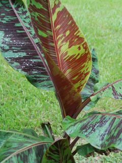 Bananier du Sikkim 'Red Tiger' Bananier du Sikkim 'Red Tiger'