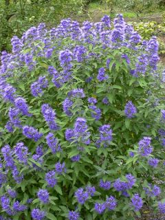 Barbe-bleue, Spirée bleue 'Blue Balloon'