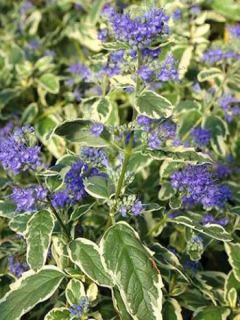 Barbe-bleue, Spirée bleue 'White Surprise'®