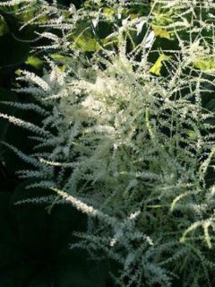 Barbe-de-Bouc dioïque 'Kneiffii'