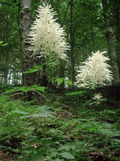 Barbe-de-Bouc dioïque