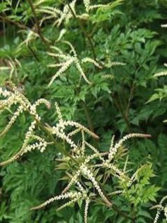 Aruncus hybride Horatio - Barbe de Bouc