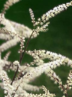 Barbe-de-Bouc 'Misty Lace'