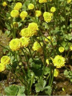 Ranunculus acris Multiplex - Bouton d'or