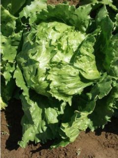 Laitue Batavia Dorée de Printemps