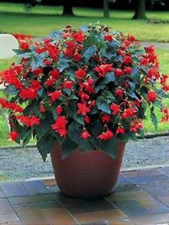 Begonia Bertinii 