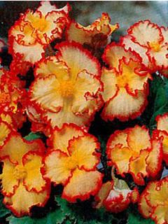 Bégonia fripé 'Jaune-Rouge'