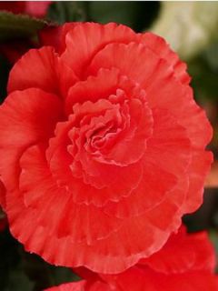 Bégonia géant double 'Rouge'