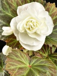 Bégonia géant double -blanc-