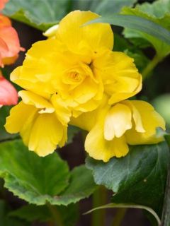 Bégonia géant double 'Jaune' Bégonia géant double 'Jaune'