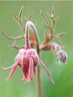 Benoîte à trois fleurs