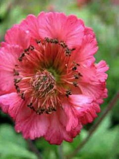 Geum Bell Bank - Benoîte rose soutenu