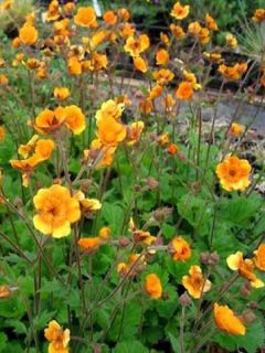 Geum coccineum Karlskaer - Benoîte jaune orangé
