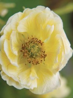 Geum Cocktail Gimlet - Benoîte jaune pâle