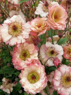 Benoite 'Cosmopolitan'®