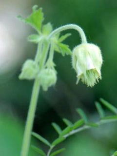 Benoîte des rives 'Album'