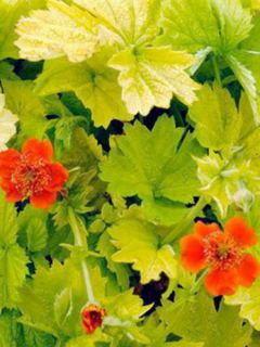 Geum Eos - Benoîte à feuillage doré et fleurs orange vif