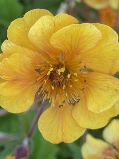 Benoîte 'Karlskaer'