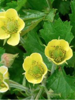 Benoite 'Lemon Drop'