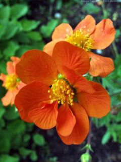 Benoîte 'Sigiswang'