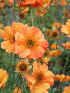 Benoîte 'Totally Tangerine'
