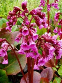 Bergénia à feuilles cordées 'Rotblum'
