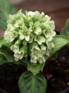 Bergenia Ice Queen - Plante des savetiers