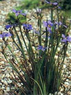 Sisyrinchium angustifolium Devon Skies