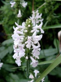 Bétoine officinale 'Alba'