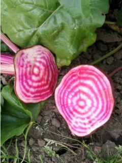 Betterave rouge 'Chioggia'